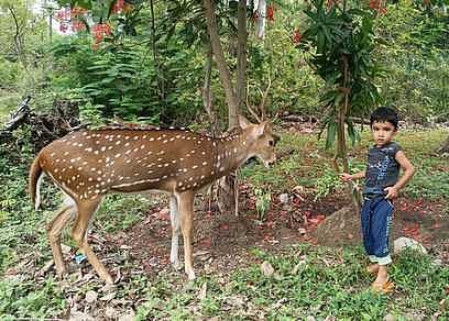 செஞ்சி ஊராட்சி ஒன்றிய அலுவலக வளாகத்துக்கு காப்புக்காட்டிலிருந்து சனிக்கிழமை வந்த புள்ளிமானுக்கு தழையைக் கொடுக்கும் சிறுவன்.