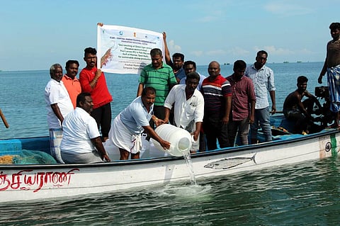 பாக் நீரிணை பகுதியில் விடப்பட்ட 3.25 மில்லியன் இறால் குஞ்சுகள்