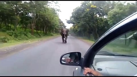 காரை  துரத்தும்  காட்டு யானை.