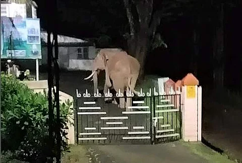 கூடலூர் அடுத்துள்ள தேவர்சோலை பகுதியில் உள்ள கிறிஸ்தவ தேவாலய வளாகத்துக்குள் நுழைந்த காட்டு யானை