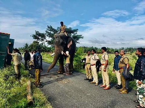 தாளவாடியில் யானை தாக்கி விவசாயி பலி: யானையை பிடிக்க கும்கி யானை வரவழைப்பு