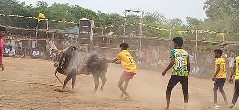 மானாமதுரை அருகே அ.விளாக்குளம் கிராமத்தில் நடைபெற்ற வடமாடு மஞ்சுவிரட்டில் அவிழ்த்துவிடப்பட்ட  காளைகளை மாடு பிடி வீரர்கள் அடக்க முயன்றனர்.
