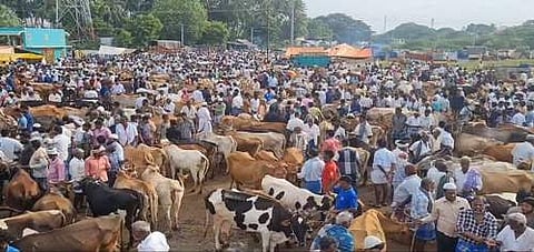 நாளை பக்ரீத் பண்டிகை: வாணியம்பாடியில் களைக்கட்டும் மாட்டுச் சந்தை