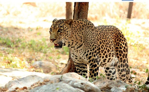 இந்தியாவுக்கு சிவிங்கிப் புலிகள் வருகை தாமதமாகிறது