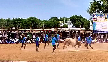 சாத்தங்குடி ஆலங்குளத்தில் சனிக்கிழமை நடைபெற்ற வடமாடு மஞ்சுவிரட்டு.