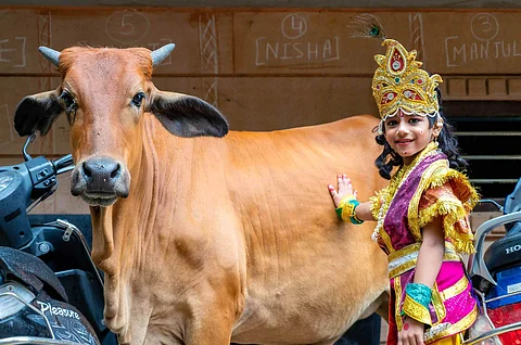 ஜோத்பூரில் ஜென்மாஷ்டமி விழாவையொட்டி, கிருஷ்ணர் வேடமிட்டு கோமாதாவுடன் புகைப்படம் எடுத்துக் கொண்ட சிறுவன்.