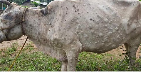 கால்நடைகளைத் தாக்கும் பெரியம்மையைத் தடுக்க ரூ.30 கோடி ஒதுக்கிய ராஜஸ்தான்