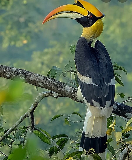 கீழ்கோத்தகிரி பகுதியில் இருவாச்சி பறவைகள் வருகை அதிகரிப்பு