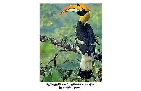 கீழ்கோத்தகிரி பகுதியில் இருவாச்சி பறவைகள் வருகை அதிகரிப்பு