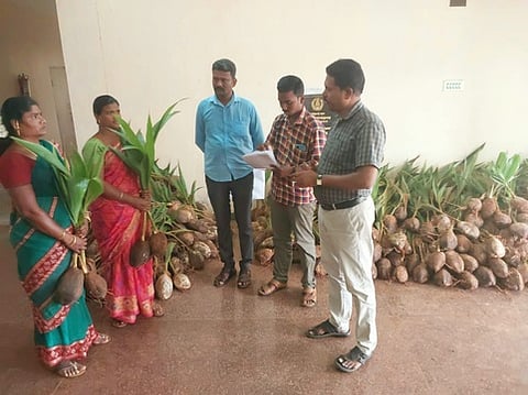 திண்டுக்கல் மாவட்ட விவசாயிகளுக்கு இலவச தென்னங்கன்றுகள் விநியோகம்