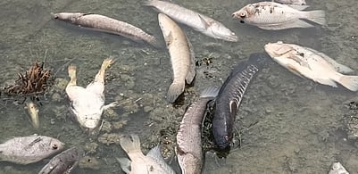 ஏரியில் இறந்த நிலையில் மீன்கள்