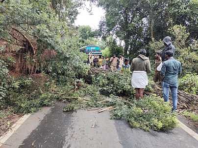 கொடைக்கானலில் தொடா் மழை: மரம் விழுந்து போக்குவரத்து பாதிப்பு