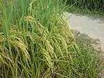 கோப்புப் படம்.