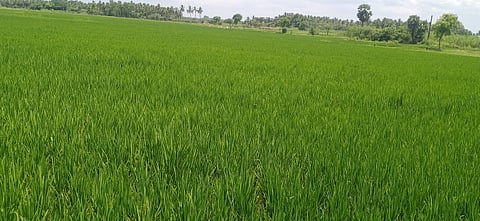 விவசாயக் கொள்கையில் மாற்றம் தேவை