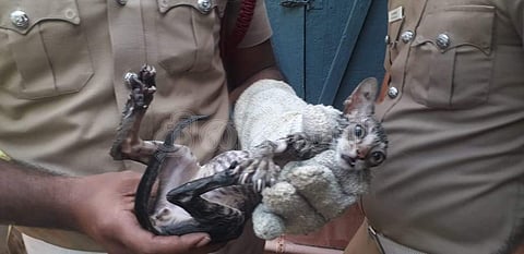 தாராபுரத்தில் கிணற்றில் தவறி விழுந்து உயிருக்குப் போராடிய பூனை மீட்ட தீயணைப்பு வீரர்கள்.