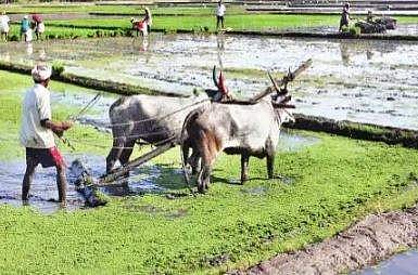 நெல் சாகுபடியைக் கைவிடும் கீழ்பவானி பாசன விவசாயிகள்