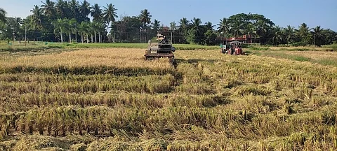 நெல் சாகுபடி அறுவடை பணி.