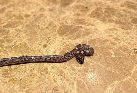 மிட்செல் ஜான்சனின் விடுதி அறைக்குள் புகுந்த பாம்பு! 