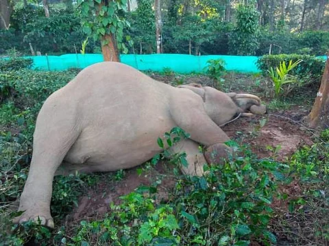 கூடலூர் அருகே மின்சாரம் பாய்ந்து காட்டு யானை பலி