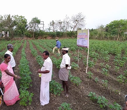 லாபம் தரும் பருத்தி சாகுபடி