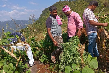 கல்வராயன்மலைப் பகுதியில் கஞ்சா செடிகளை வேருடன் பிடுங்கி அழித்த போலீஸாா்.