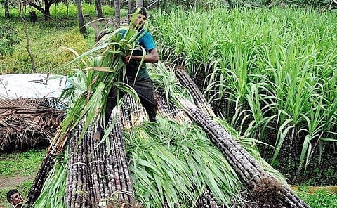 சேலம் சிவதாபுரம் பகுதியில் இருந்து வெட்டி எடுத்துச் செல்லப்படும் செங்கரும்பு.