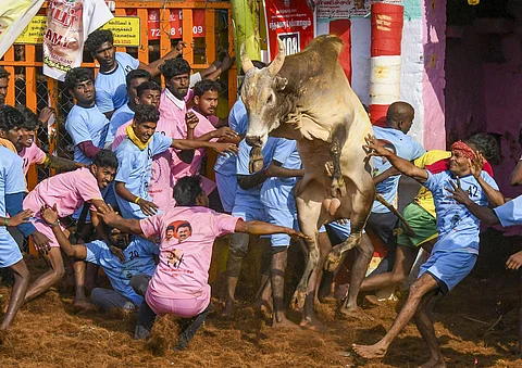 வாடிவாசலில் இருந்து துள்ளி வந்த காளைகளை வீரர்கள் போட்டி போட்டுக்கொண்டு அடக்கினர்.