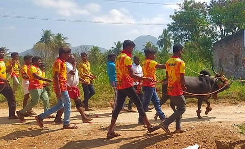 இடையப்பட்டியில், எருதாட்டத்திற்கு காளையை ஊர்வலமாக அழைத்துச் சென்ற இளைஞர்கள்.