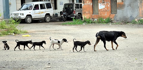 நாய்க் குட்டிகள் (கோப்புப்படம்)