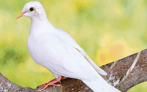 சமாதானத்தின் அடையாளம் புறா