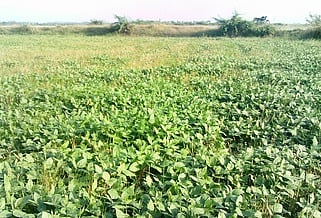 உளுந்து பயிா்கள்