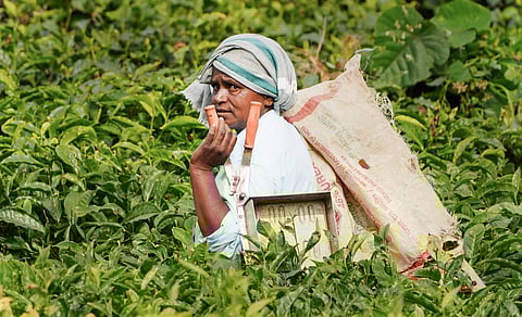 தேனி மாவட்டத்தில் உள்ள மேகமலை தேயிலைத் தோட்டத்தில்  இலைகளை அறுவடை செய்யும் பெண் தொழிலாளி.