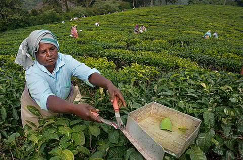 தேயிலைத் தோட்டத் தொழிலாளர்கள்.