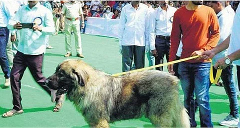 20 கோடி ரூபாய் மதிப்புடைய நாய்: நாள் ஒன்றுக்கு ரூ.2,000 செலவு