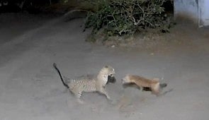 பவானிசாகா்  கிரஷா்  நிறுவனத்தில்  நாயை   பிடிக்க முயற்சிக்கும்  சிறுத்தை.