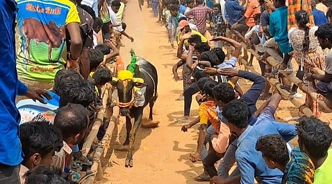 கணவாய்புதூா் எருதுவிடும் விழாவில் இலக்கை நோக்கி ஓடிய காளை.