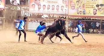 திருப்பத்தூரில் ஞாயிற்றுக்கிழமை நடைபெற்ற வடமாடு மஞ்சுவிரட்டில் சீறிப்பாய்ந்த காளையை அடக்க முயன்ற வீரா்கள்.