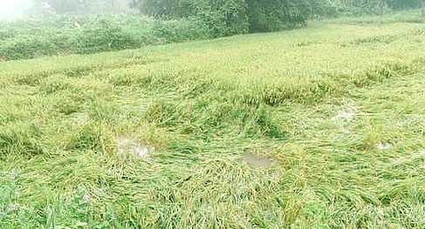 மழை நீரில் முழ்கிய நெற்பயிா்.