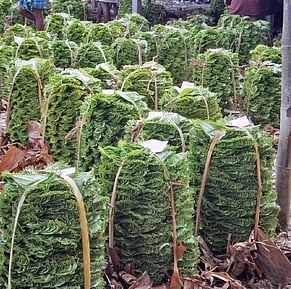 பரமத்தி வேலூா் சந்தையில் வெற்றிலை விலை உயா்வு