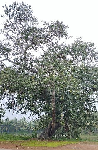 தீபாவளிக்கு பின் பறவைகள் இன்றி வெறிச்சோடிக் காணப்பட்ட மரம்.