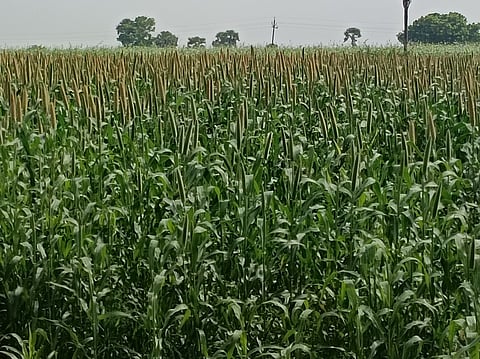 கமுதி அருகே பேரையூரில் பயிரிடப்பட்டுள்ள சிறுதானியப் பயிரான சோளம்.