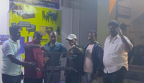 புதுச்சேரி கால்வாயில் தென்பட்ட முதலைக் குட்டி சிக்கியது- வளா்ப்பு முதலையா? என விசாரணை