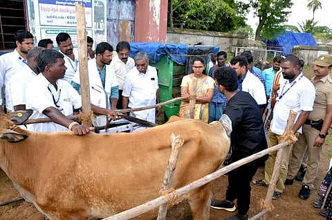 திருக்களம்பூரில் கோமாரி நோய் தடுப்பூசி முகாமை தொடங்கி வைத்த மாவட்ட ஆட்சியா் தி. சாருஸ்ரீ.