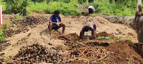 மம்சாபுரம் அருகே பனங்கிழங்கு அறுவடை செய்யும் பணியில் ஈடுபட்ட தொழிலாளா்கள்.