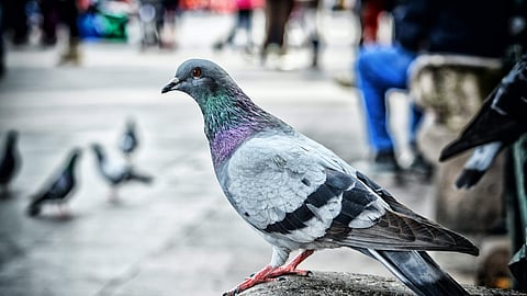 புறா | மாதிரி படம் (Pexels)