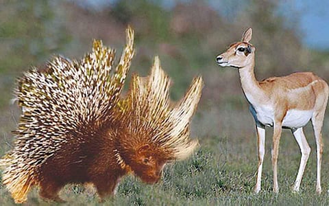 புள்ளிமான் குட்டியும் முள்ளம்பன்றியும்...!