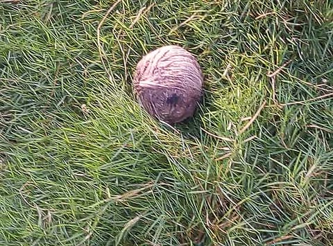 வெடிகுண்டு மீட்பு