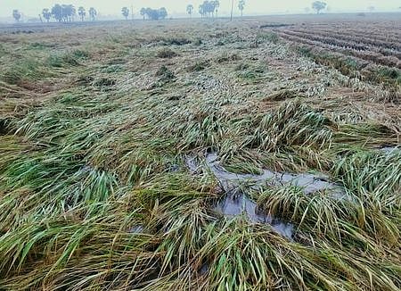 நாகை மாவட்டத்தில் வியாழக்கிழமை பெய்த கனமழையால் பாலையூரில் வயலில் சாய்ந்து தண்ணீரில் மிதக்கும் சம்பா நெற்பயிா்கள்.