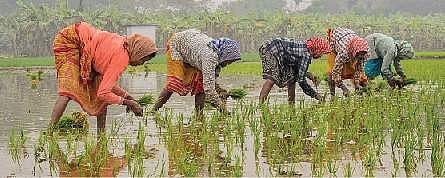 வேளாண் கடன் இலக்கு ரூ.20 லட்சம் கோடி: முந்தைய ஆண்டைவிட 10% அதிகம்