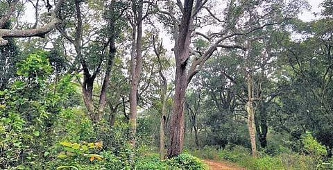 கோப்புப் படம்